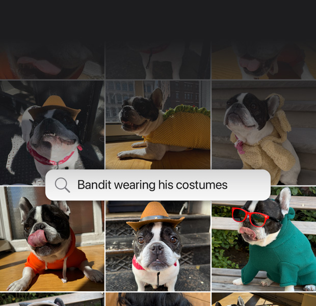 Feature demonstration: Natural language search for photos. Search query in the Photos app with results from the phrase: 'Bandit wearing his costumes'